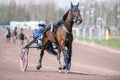 Harness racing in Sweden